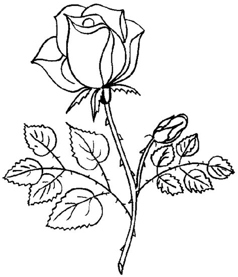 coloring pages  roses coloring pages  print