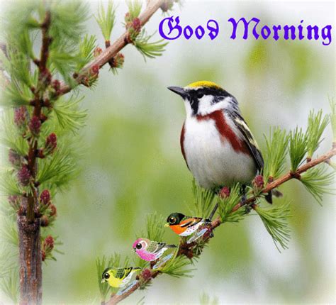 Beautiful Morning By Beautiful Birds Free Good Morning