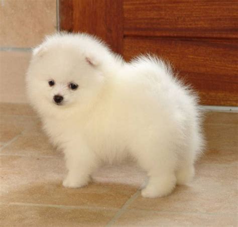 ideas  japanese spitz  pinterest toy pomeranian pomeranian pups  toy pom dog