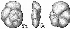 Afbeeldingsresultaten voor "globorotalia Scitula". Grootte: 238 x 100. Bron: www.marinespecies.org