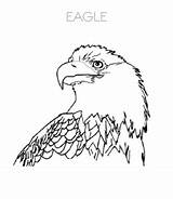 Eagle Coloring Bald Easy Pages Head sketch template