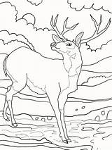 Deer Coloring Mule Pages Whitetail Tailed Color Printable Buck Supercoloring Print Elk Drawing Rocky Clipart Colouring Kids Ones Little Mountains sketch template