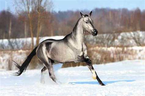 silver buckskin akhal teke  beautiful horses   pretty