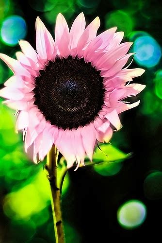 pink sunflowers     real