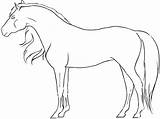 Horse Morgan Drawing Clipart Horses Getdrawings Transparent Webstockreview sketch template