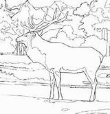 Elk Rocky Peaceful He sketch template
