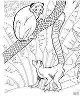 Coloring Lemur Tailed Ring Pages Coloringbay sketch template