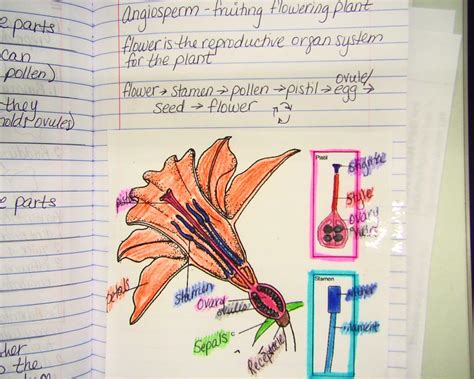 94 95 flower structure and reproduction pg 94 pg 95 guided reading worksheet