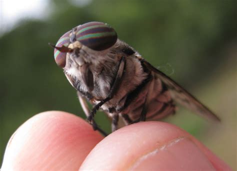 monday macrobug huge honkin horsefly mountain beltway agu blogosphere