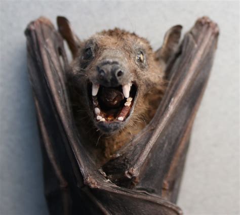 fruit bat collectors weekly