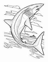 Coloring Sharks Pages Kids Print Printable Easy Children Animals sketch template