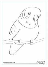 Colouring Budgie Pages Bird Colour Printable Kids Two sketch template
