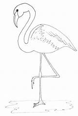 Flamingo Drawing Pattern Outline Painting Coloring Flamingos Simple Print Draw Justpaintitblog Friday Paint Pages Template Patterns Color Kids Pink Craft sketch template