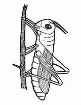 Grasshopper Coloring Outline Drawing Bug Pages Clipart Stencil Cliparts Cattail Clip Library Mulan Popular Printable Clipartmag sketch template