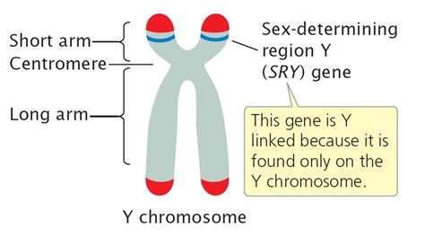 Welcome To The Visible Embryo