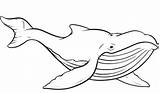 Whale Whales Humpback Wal Baleine Ausmalen Netart Wale Malvorlage Vorlagen Whitesbelfast Shark Ausmalbild Blauwal Buckelwal Fuchs Nadel Stempel Faden Bastelarbeiten sketch template