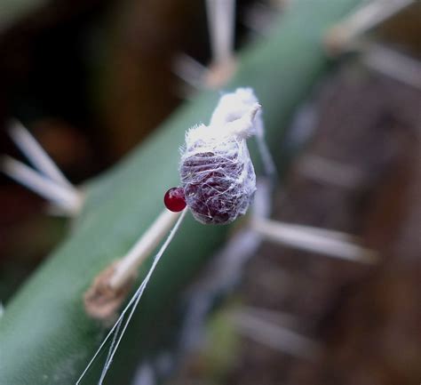 cochineal bug larvae dactylopius cocchus order hemiptera flickr