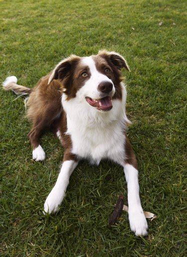 dog   good companion   border collie mix cuteness