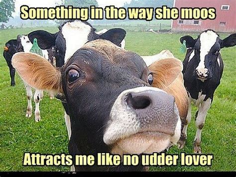 20 Cow Memes That Are Just Too Cute Cows Funny