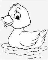 Duck Cartoon Coloring Printable Pngkey Transparent sketch template
