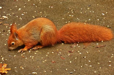 voller laenge foto bild eichhoernchen natur tiere bilder auf