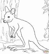 Wallaby Coloring Pages Printable Drawing Animals Kids Dot Designlooter Drawings Categories sketch template