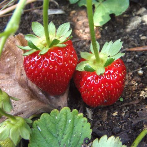 tasty strawberry growing tricks     grow  great