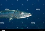 Afbeeldingsresultaten voor "sphyraena Barracuda". Grootte: 144 x 99. Bron: www.alamy.com