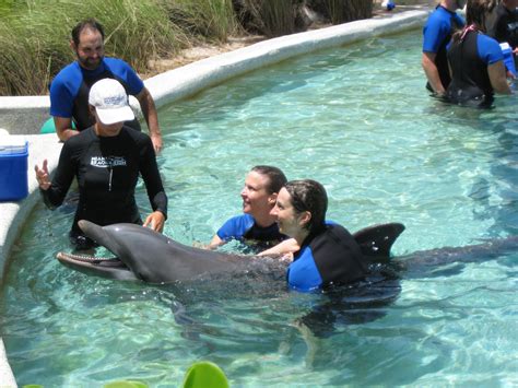 dolphin swim miami