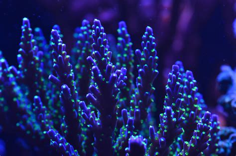 coral gallery  reef aquarium led orphek aquarium led lighting