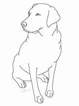 Lab Labrador Coloring Dog Pages Retriever Chocolate Drawing Yellow Dogs Printable Getdrawings Print Getcolorings Color Pag sketch template