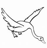 Swan Flying Coloring Pages Bird Tundra Beautiful Girls Drawing Printable Color Designlooter Thecolor 565px 48kb Choose Board sketch template