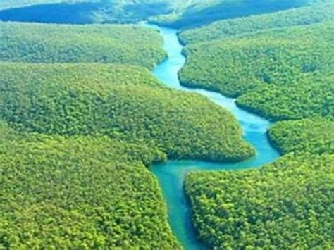 hutan amazon amerika dan hutan kalimantan indonesia