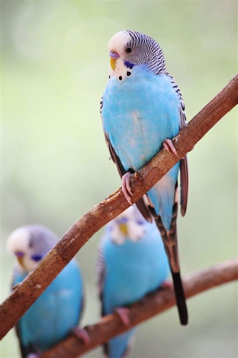 blue parakeet blue parakeet budgie parakeet budgies bird cockatiel