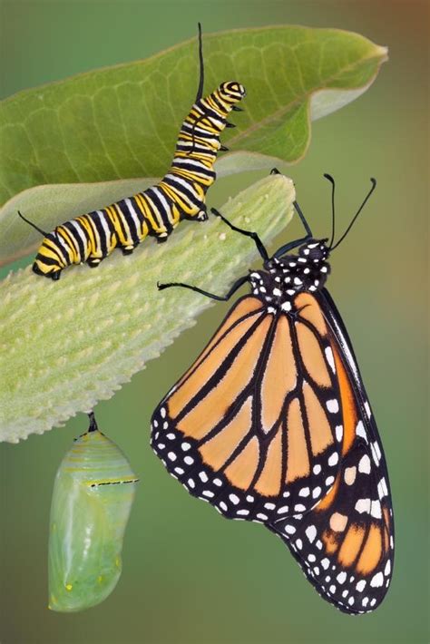 moths  butterflies remember   learned  caterpillars