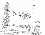 Guitarfish Coloring Pages Robin Great sketch template