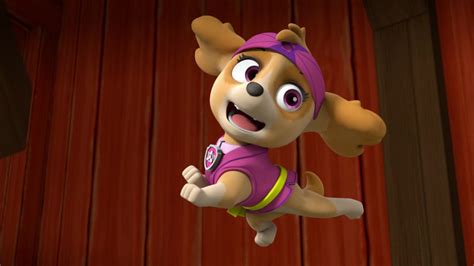 skye the cockapoo skye paw patrol photo 40719632 fanpop