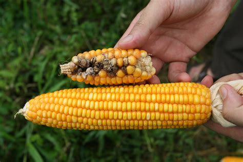 jahre biologische sicherheitsforschung kein hinweis auf schaeden