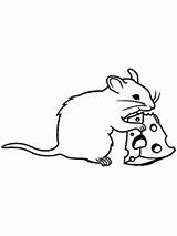 Rat Coloring Cheese Mouse Pages Drawing Eating Fink Rats Color Cute Animals Swiss Lab Template Clipartmag Getdrawings Getcolorings Popular sketch template