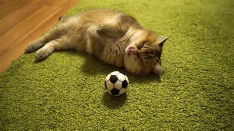 ce chat qui joue au foot va vous faire craquer