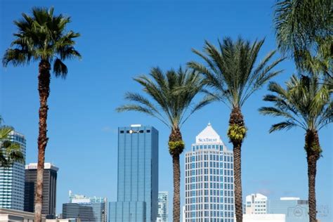tampa palm trees