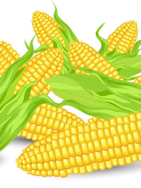 Best Corn On The Cob Illustrations Royalty Free Vector Graphics And Clip