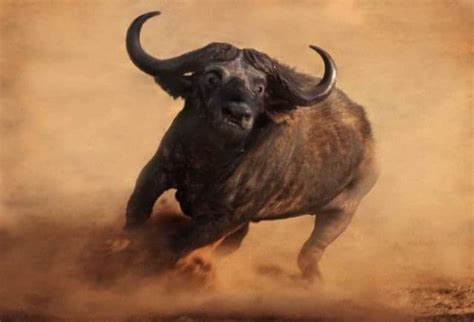 buffalo charging kenya safaris tanzania safaris