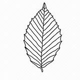Leaf Beech Leaves Botanical Nature Icon Editor Open sketch template