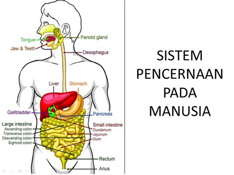 Sistem Pencernaan Pada Manusia Wawasanpendidikan