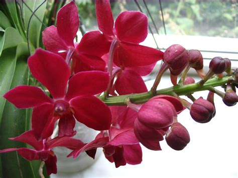orchideeën vereniging kring den haag welkom orchideeën liefhebber