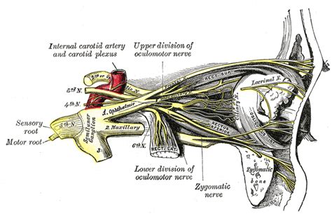 oculomotor nerve cn iii cranial nerves anatomy geeky medics