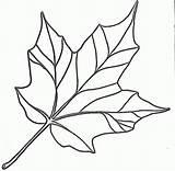 Leaf Maple Outline Coloring Popular sketch template