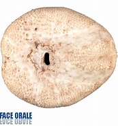 Afbeeldingsresultaten voor "echinocardium Flavescens". Grootte: 173 x 185. Bron: lis-upmc.snv.jussieu.fr
