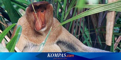 Mengapa Monyet Belanda Hanya Ditemui Pagi Dan Sore Halaman All